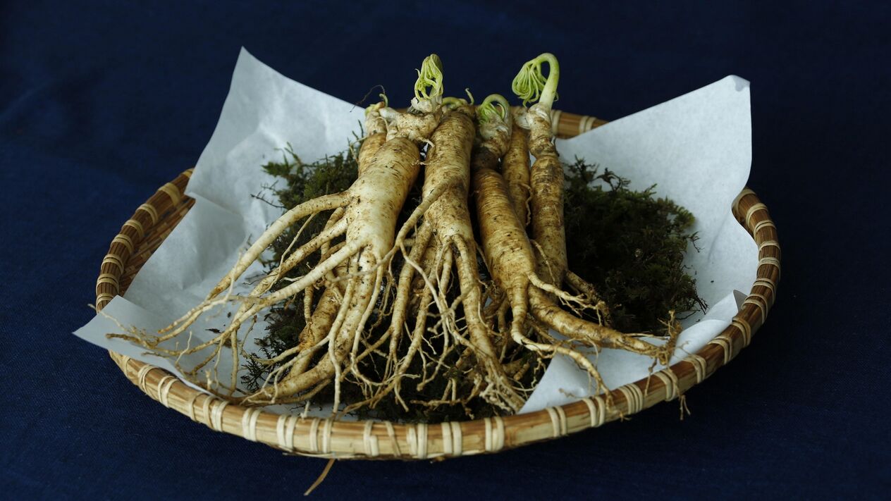 Güç için ginseng kökü